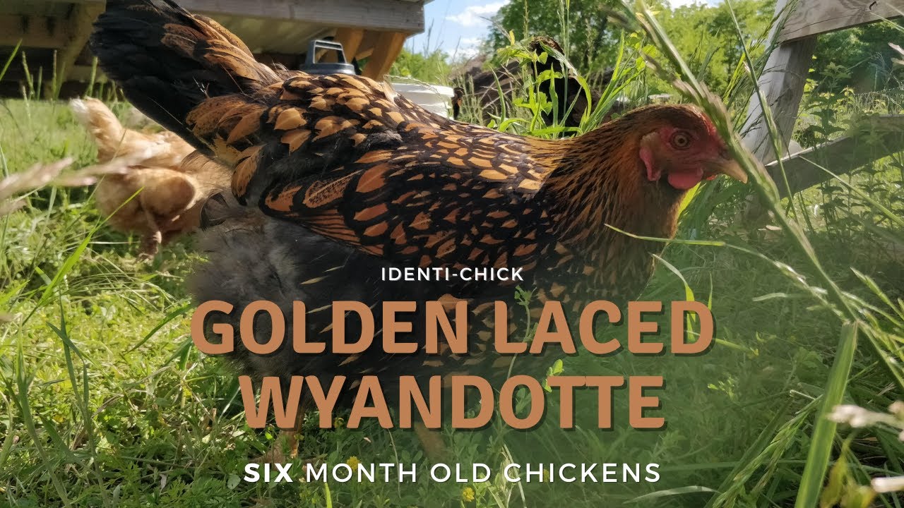 Golden Laced Wyandotte: 6-Month-Old Chickens