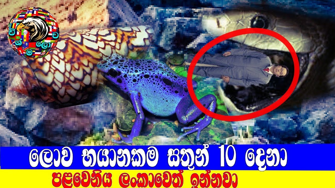 ලොව භයානකම සතුන් 10   most dangerous animals
