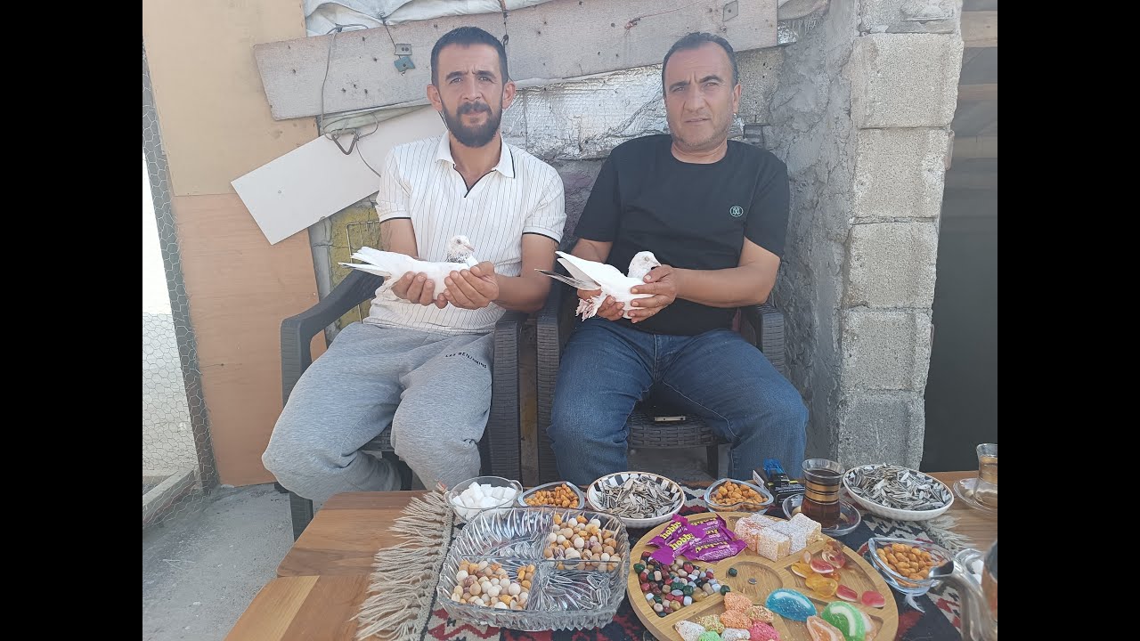 VANLI SİNO YAVRULARIM UÇUŞLARI İLE BENİ ŞOK ETTİLER