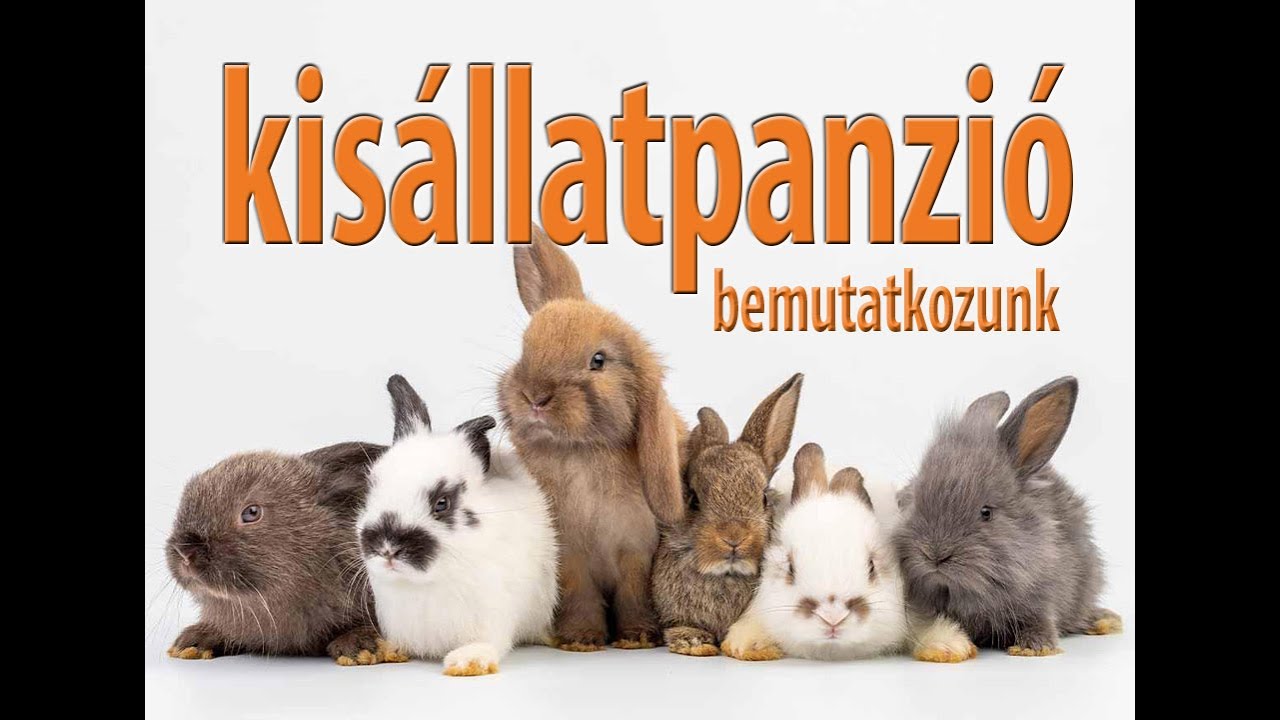 Kisállathotel | Kisállatpanzió | Nyuszipanzió Budapest, Zugló