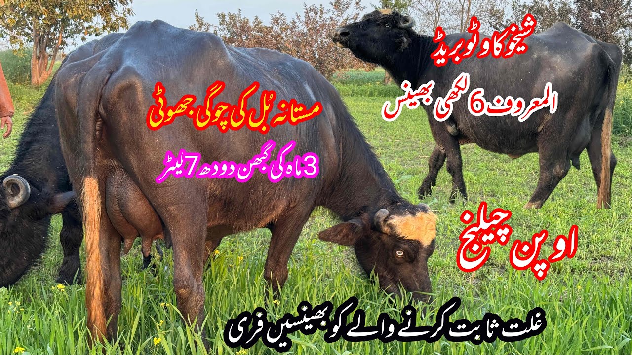 پیورنیلی کی دو نایاب باکھڑی بھینسیں براۓفروخت 24فروری | Pure Nilli high Milking Buffaloes for sale 