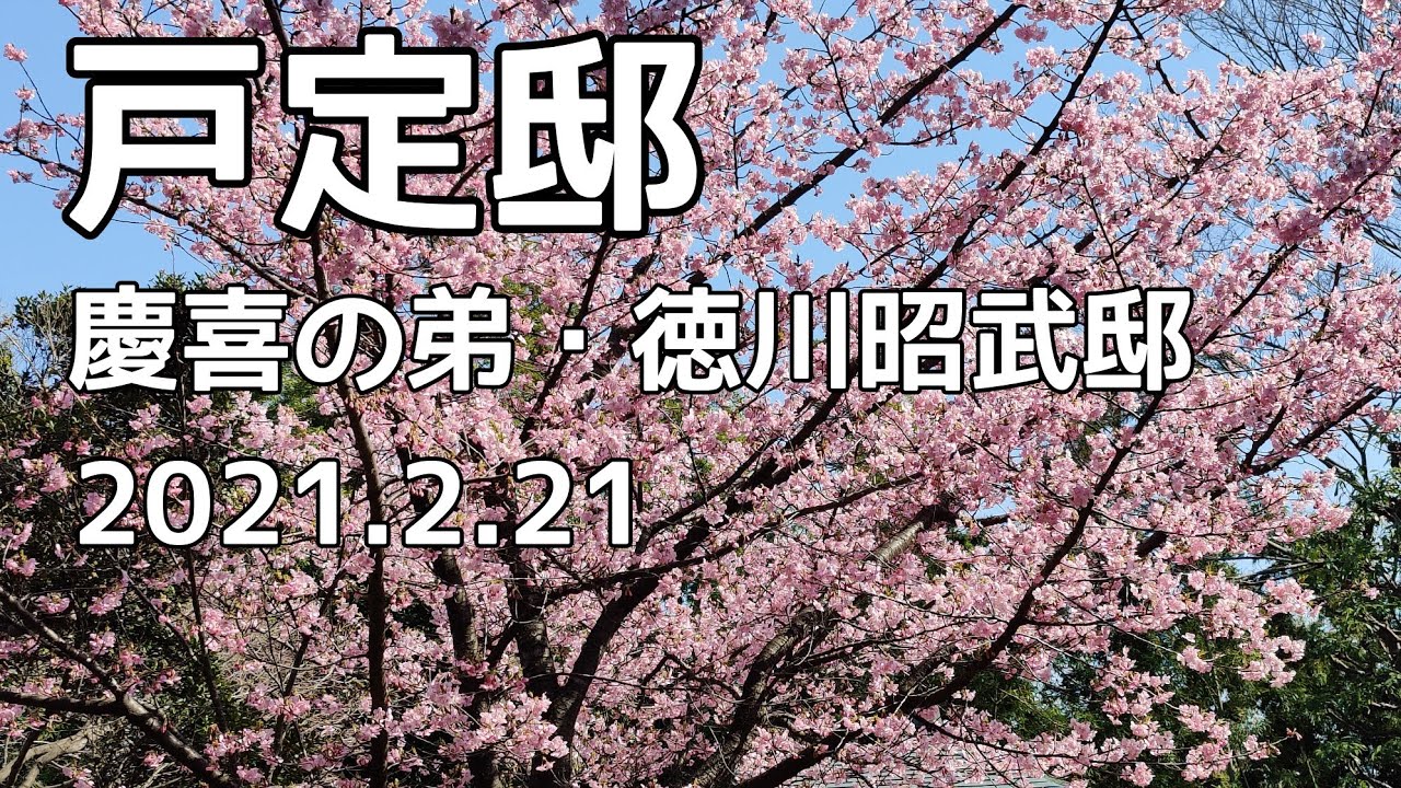 2021 戸定邸の桜 開花状況 青天を衝けに登場の、慶喜の弟・ 徳川昭武邸　winter cherry blossoms　(2021.2.21)