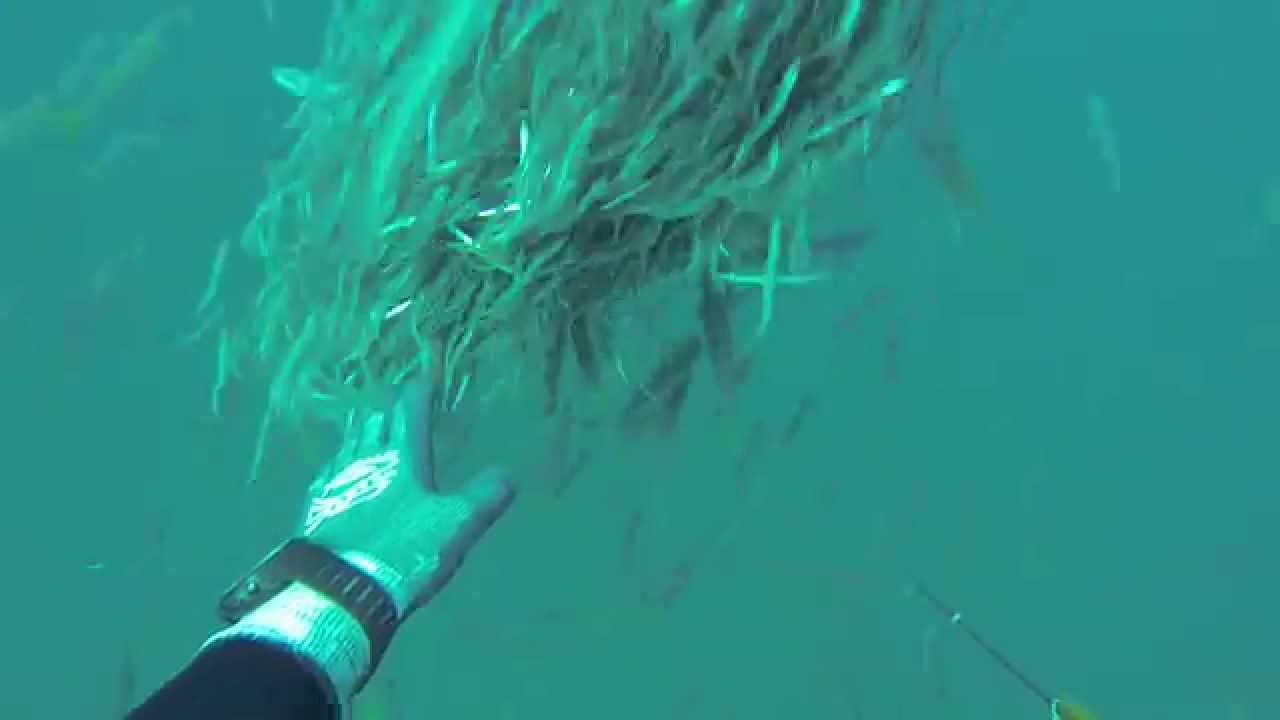 Парящие под водой arsi@охота 2014