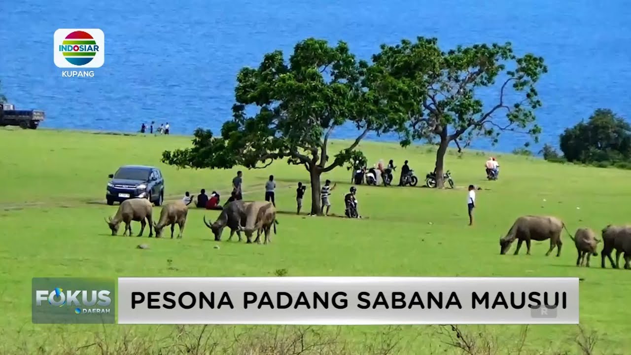MENGISI WAKTU LUANG MENIKMATI KEINDAHAN PADANG SABANA MAUSUI || INDOSIAR KUPANG