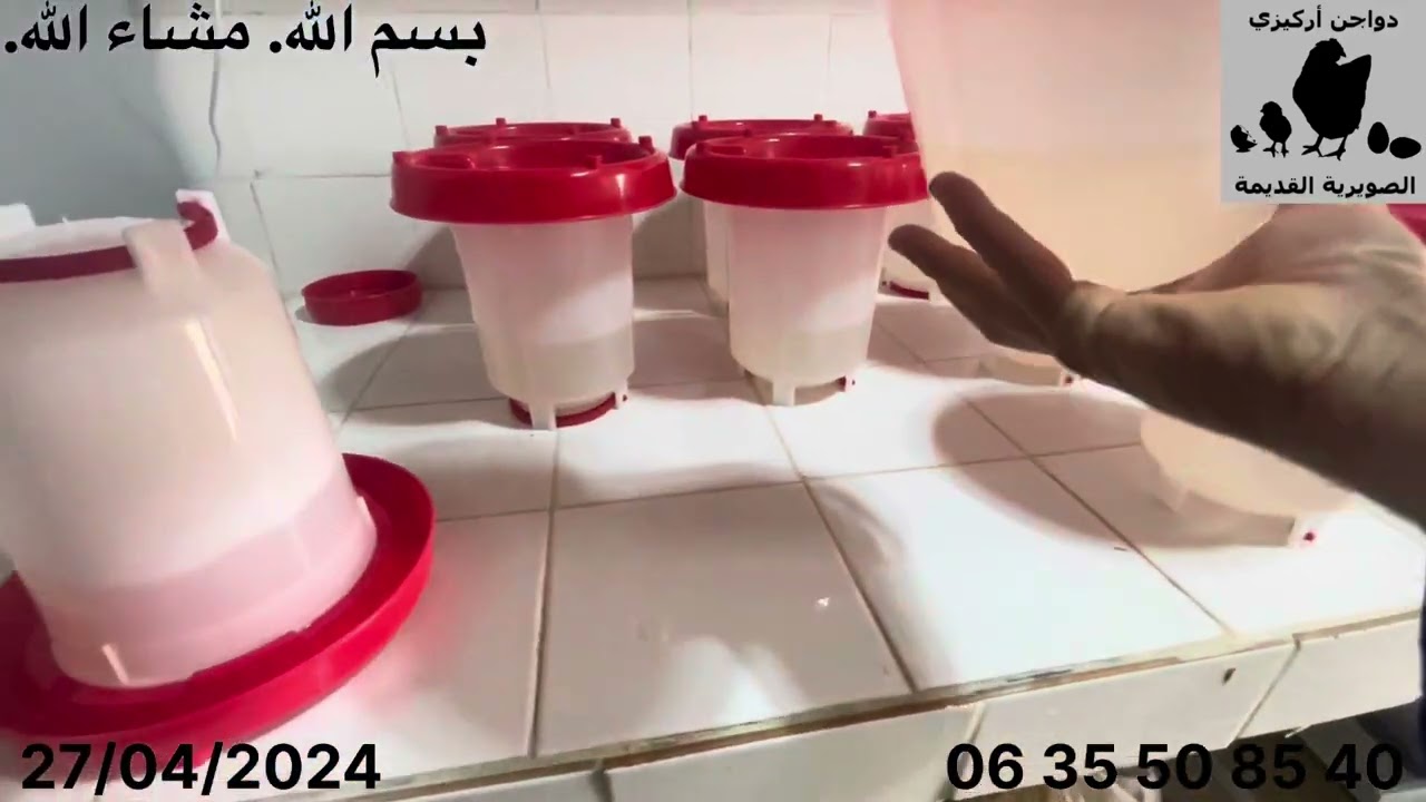 الحلقة 12 - لقاح الگمبورو - اليوم 12 - سلسلة « من البيضة إلى البيضة »