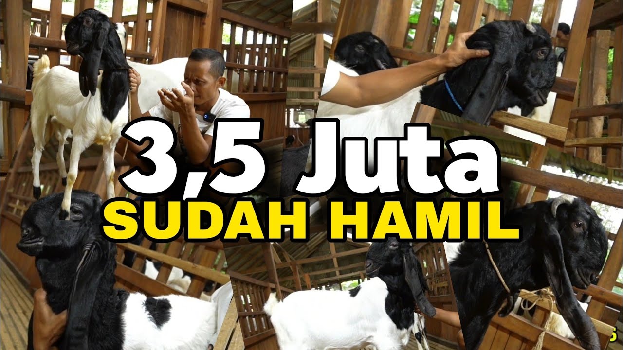 KKTV JUAL 3,5 JUTA SUDAH HAMIL BESAR