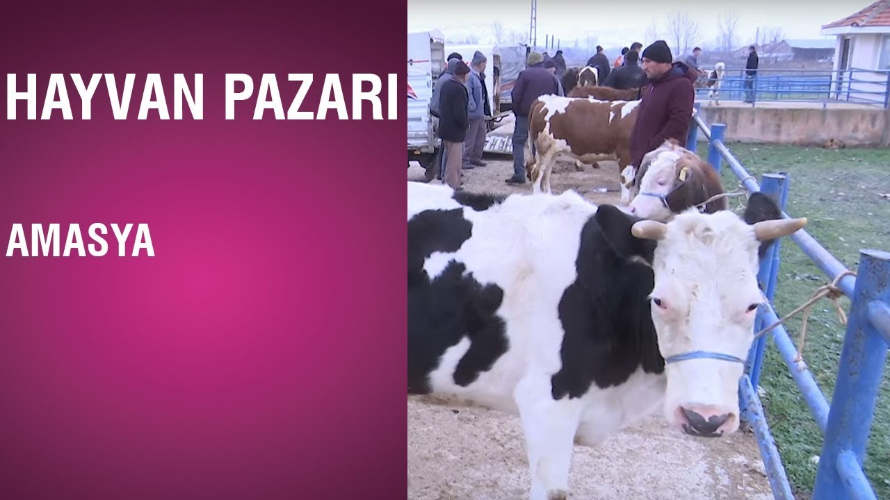 Hayvan Pazarı - Amasya / 10.01.2019