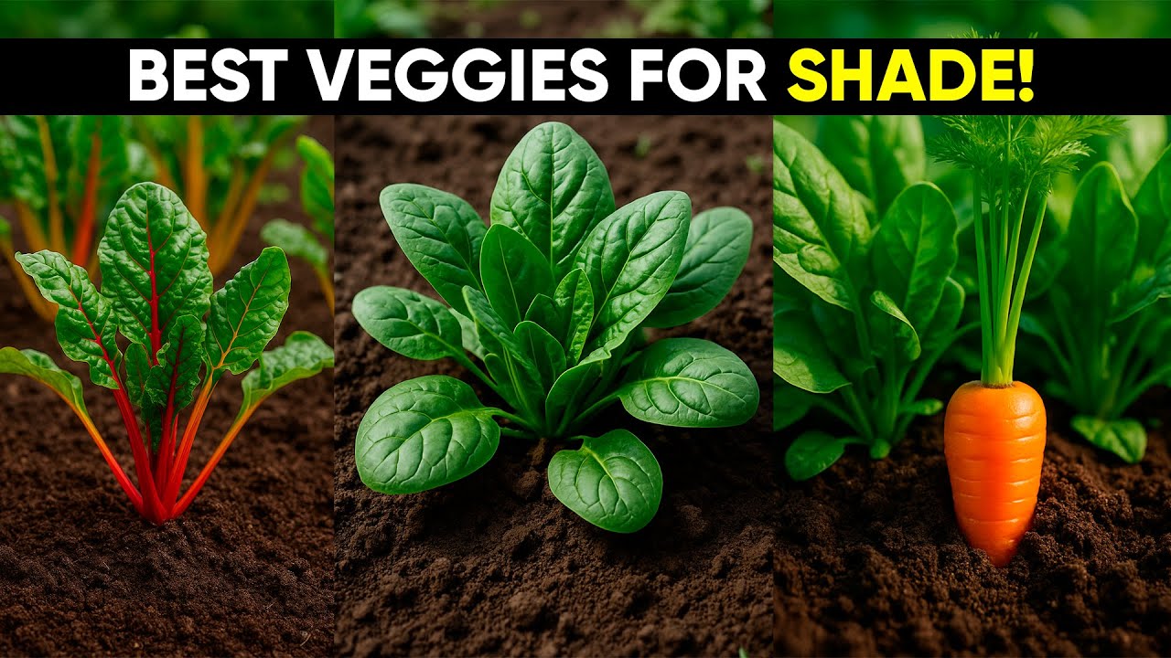 8 Shade-Loving Vegetables You Can Grow Anywhere! 🌿 The Hidden Garden Secret