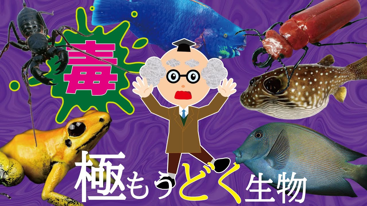 【ようかい博士】サンシャイン水族館「もうどく展 極」で猛毒生物調査☆毒のサソリやイソギンチャク、フグやカエル等を座敷童と調べたよ！海の生き物♪知育　子供向け動画【危険生物】