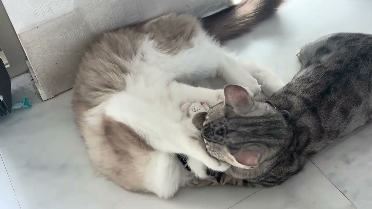 【多頭飼い】仲良しなオス猫