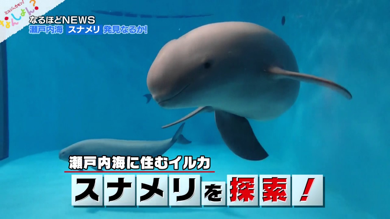 7/3放送分　なんしょん？なるほどNews「瀬戸内海のスナメリを探せ」