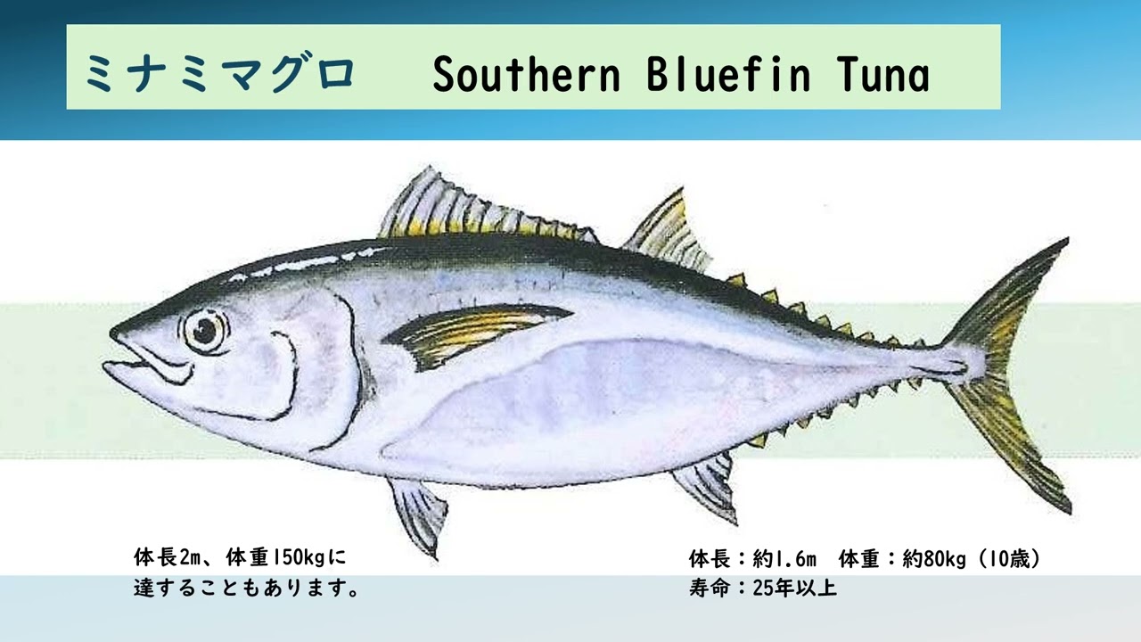 マグロのポイントまとめました～魚種編③ミナミマグロ～