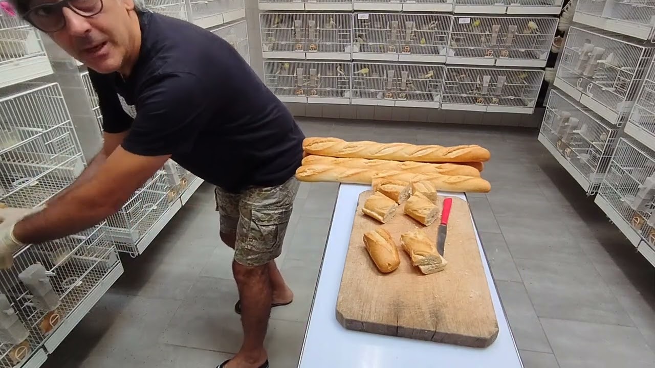 Canarini: pane come fonte di distrazione!!!