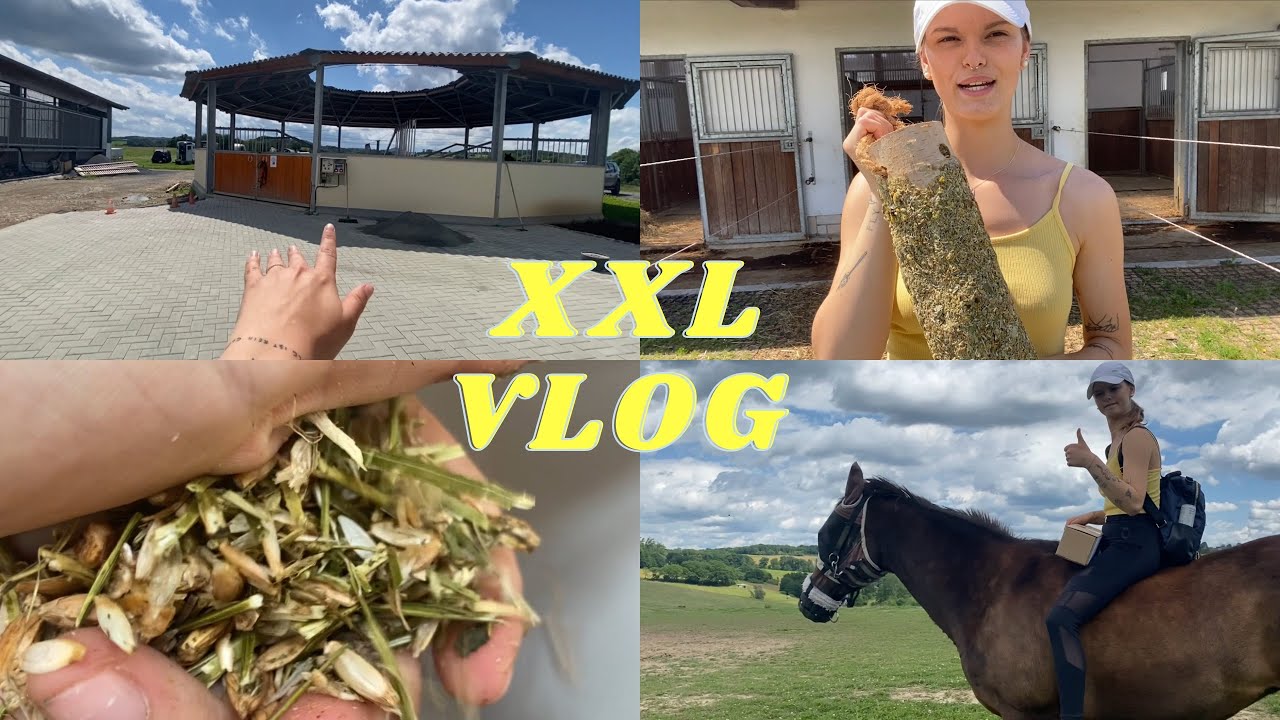 XXL STALL-VLOG | Boxenruhe, Futterroutine & mehr | GOLDEN SORAYA