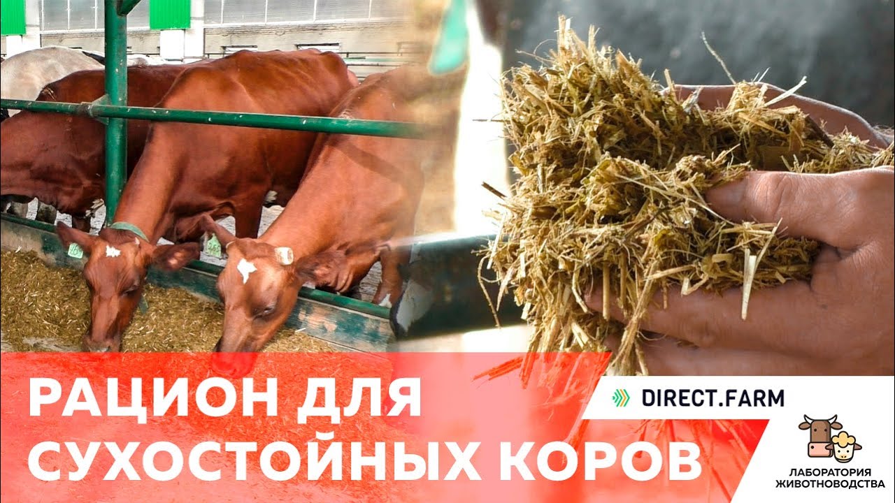 Особенности кормления сухостойных коров