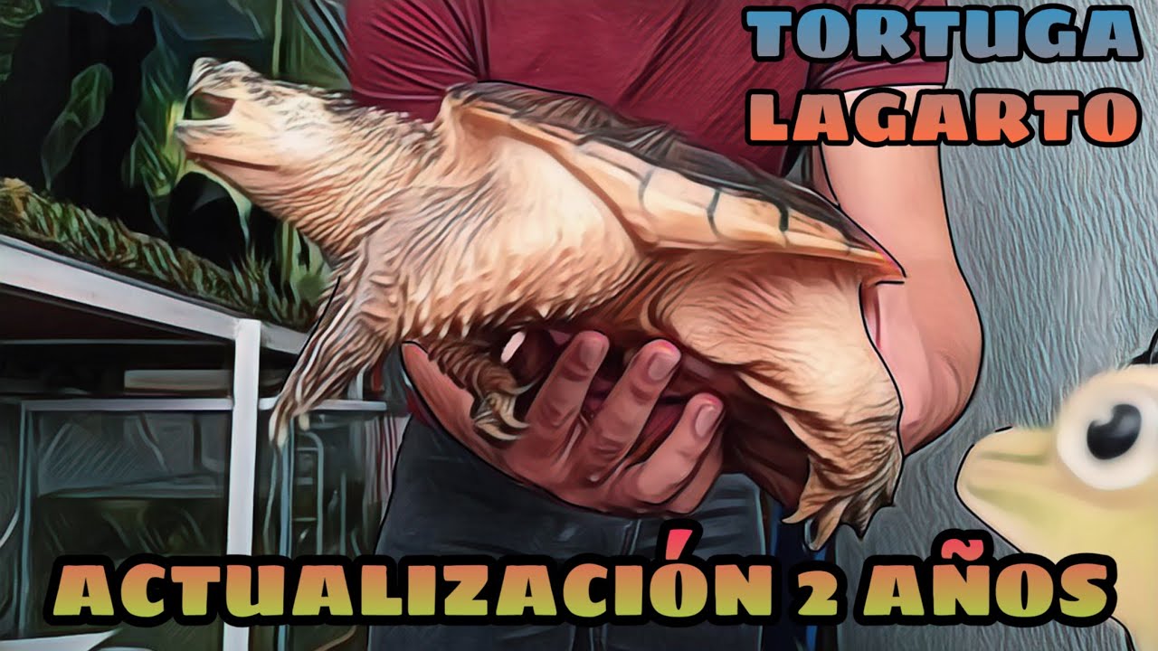 Crecimiento de Tortuga Lagarto (Actualización 2 Años)