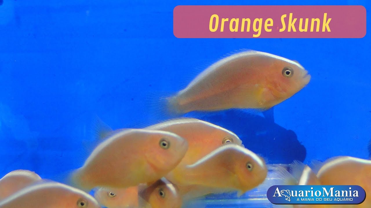 Orange Skunk, dispon&iacute;veis pra VENDA, Link na descri&ccedil;&atilde;o!