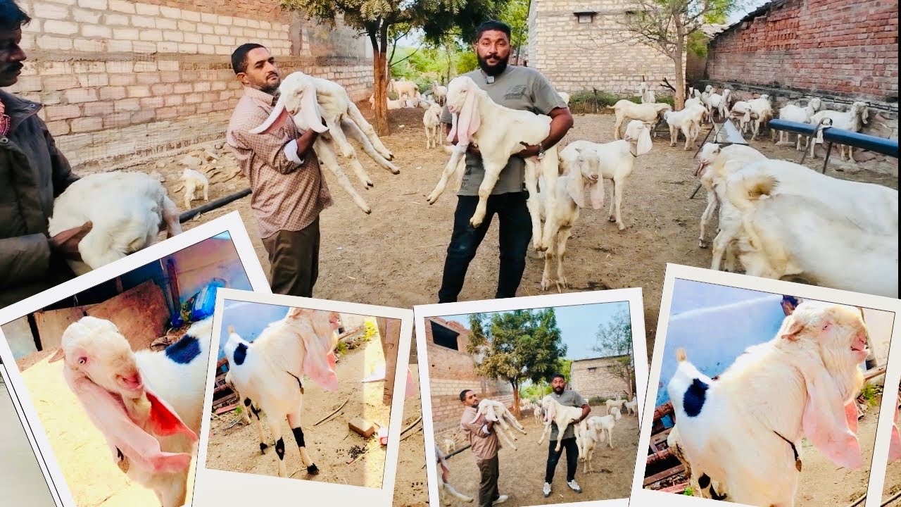 KGN Goat Farm Ahmedabad Limdi Gujarat Ashlam Bhai Makrani