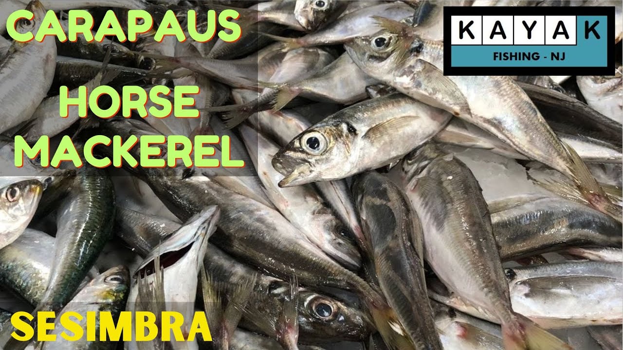 #38 – CARAPAUS : PESCA DIVERTIDA / HORSE MACKEREL: FUN FISHING