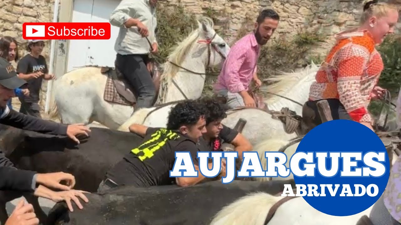 Abrivado tranquille ➡️ Aujargues 🇫🇷 08/06/25 avec les manades MILLA & CHABALLIER 👉