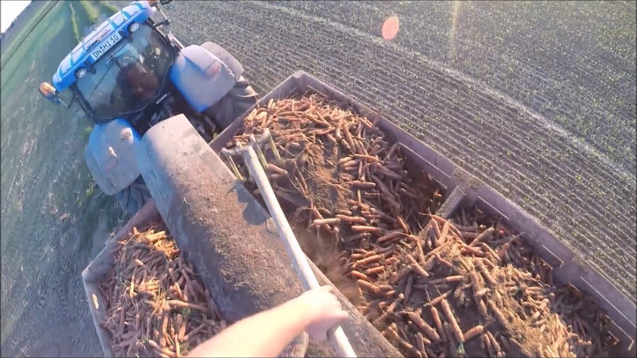 Möhren abfahren Teil 1/ Cabview/ New Holland T7.220 + VRK WT-2X6
