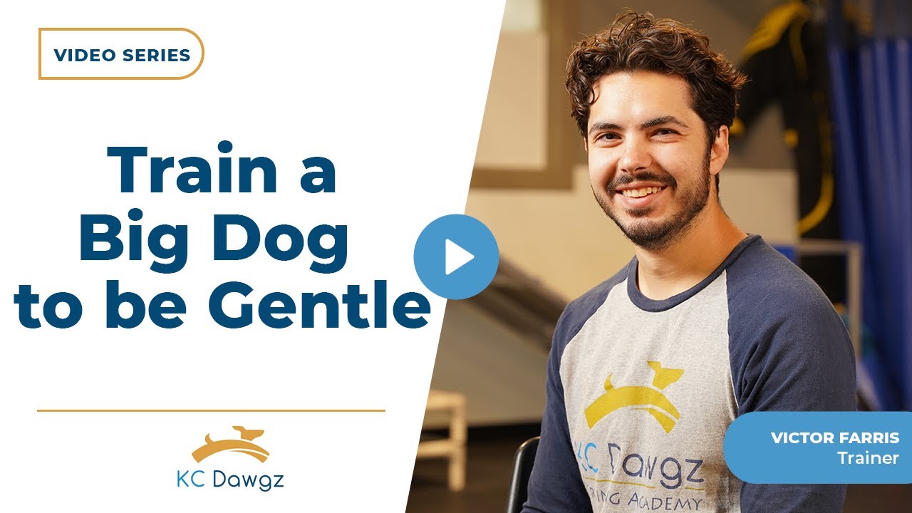 How Do You Train a Big Dog to be Gentle with a Small Dog? | KC Dawgz