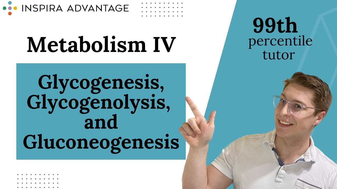 MCAT Bites: Metabolism IV: Glycogenesis, Glycogenolysis, and Gluconeogenesis | Inspira Advantage