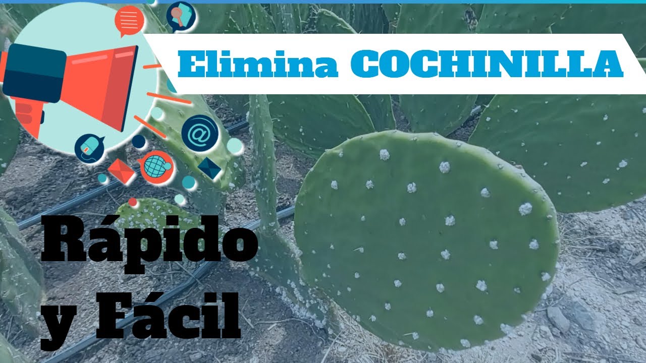 🌵ELIMINA | Grana Cochinilla Fácilmente 2021 - Control Orgánico