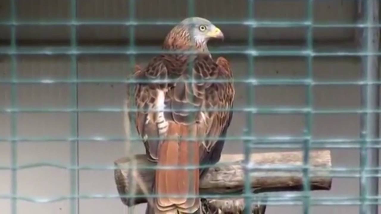 Chiusura dei Centri di Recupero Animali Selvatici nel materano. Movimento Azzurro chiede soluzione