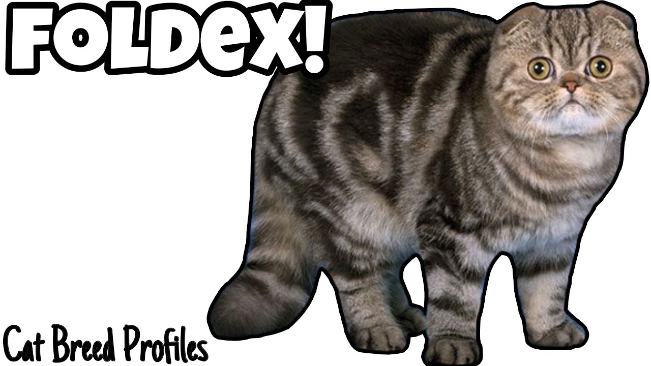 Foldex! - Cat Breed Profiles -