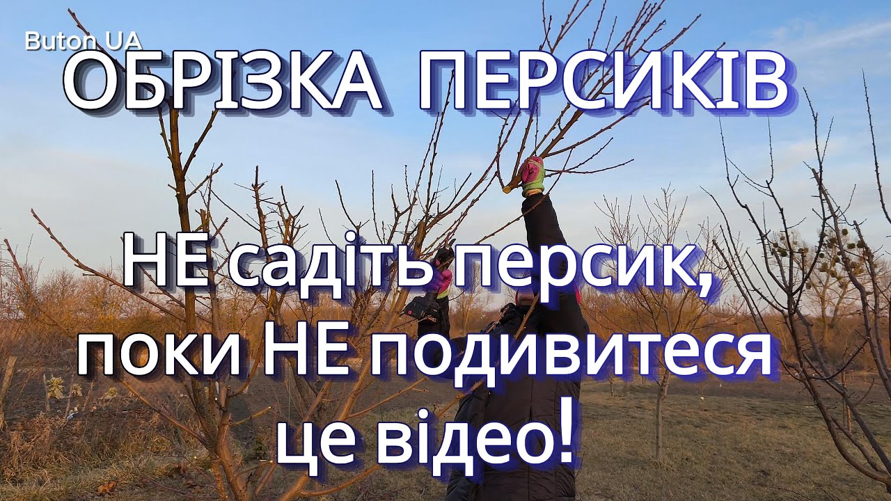 ОБРІЗКА ПЕРСИКІВ. НЕ садіть персик, поки НЕ подивитеся це відео! 🍑