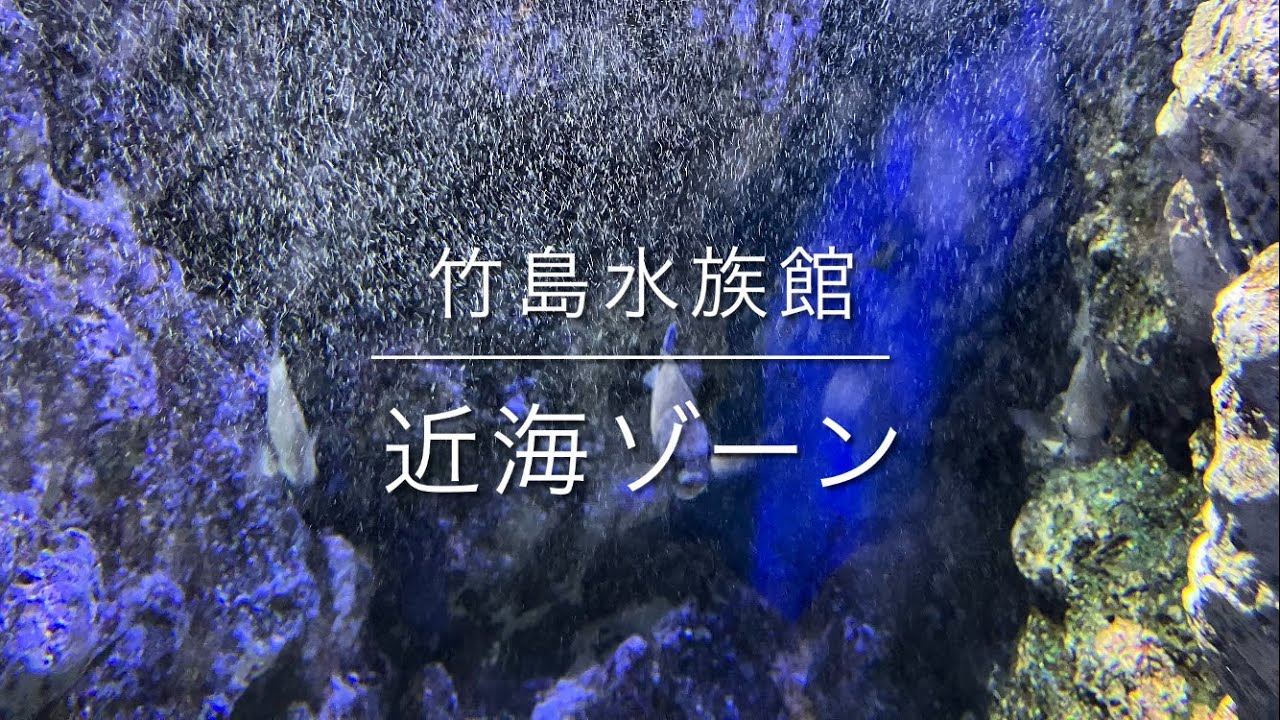 令和8年3月18日　竹島水族館　その4   近海ゾーン