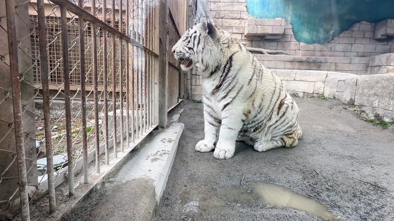 待てをして遅れて出て来るスカイくんを待つ、お利口なコタくん🐯　2月12日 東武動物公園　ホワイトタイガー