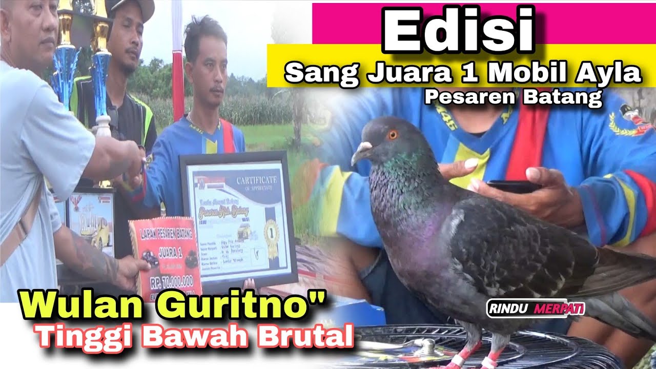 6 Aksi Jost Wulan Guritno" Tim m46 Pemalang Dapat Mobil Baru Ayla Kolong Pesaren Batang