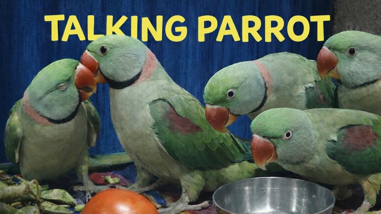 Radhe Radhe! Live Parrot Cam 🦜 | Non Stop Talk & Fun 🔴 Live Bolta Parrot – Real Time Reaction 🦜