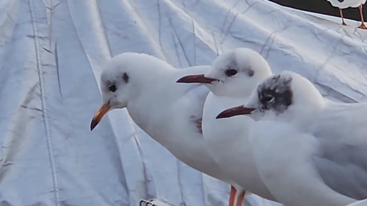 Black Headed Gulls Preening and Relaxing. #nature #wildlife #birds
