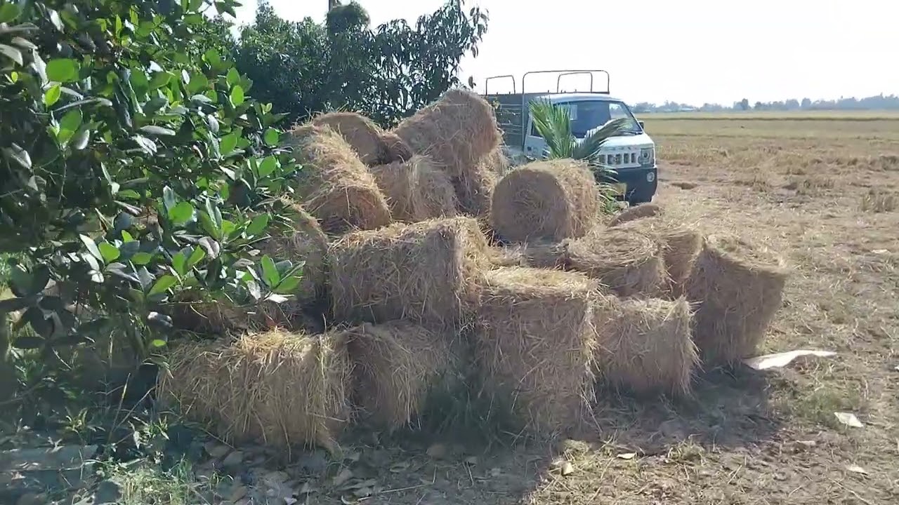 Trên đường  lấy rơm về  kho.