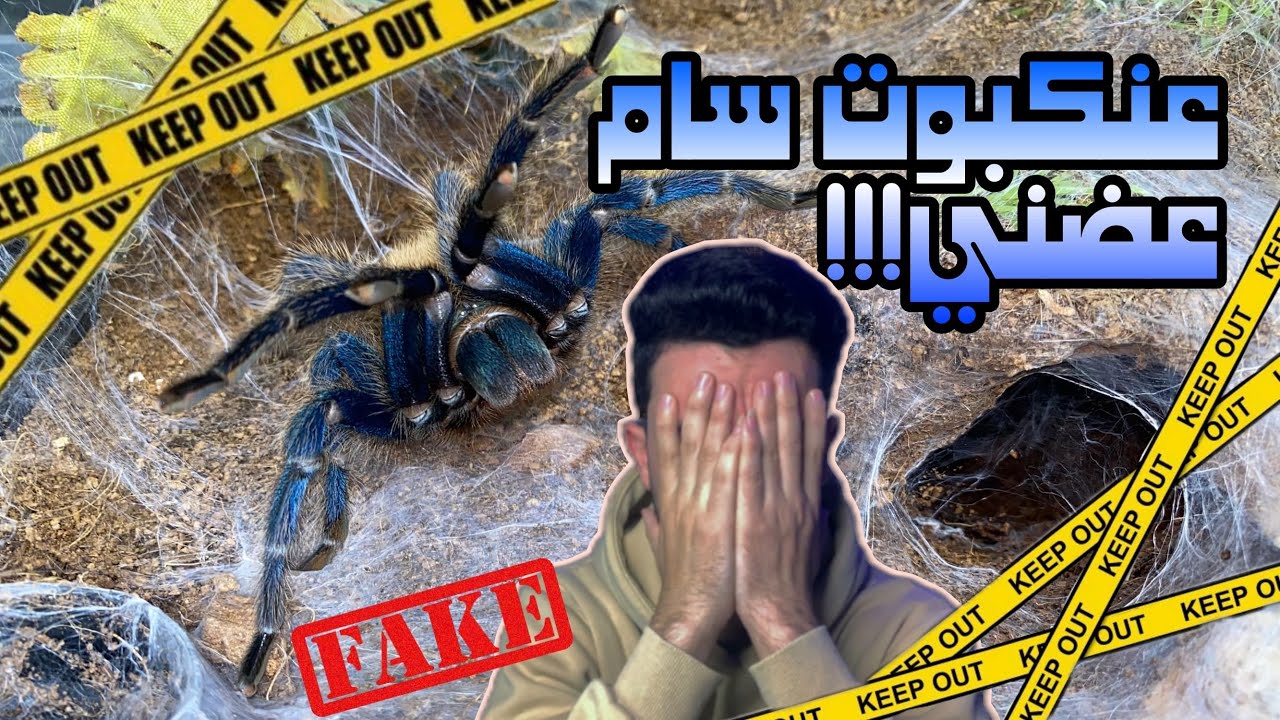 تأكيل العناكب و العقارب و كنت هقع في كارثة مع عنكبوت سام | جبت العيد 🥶