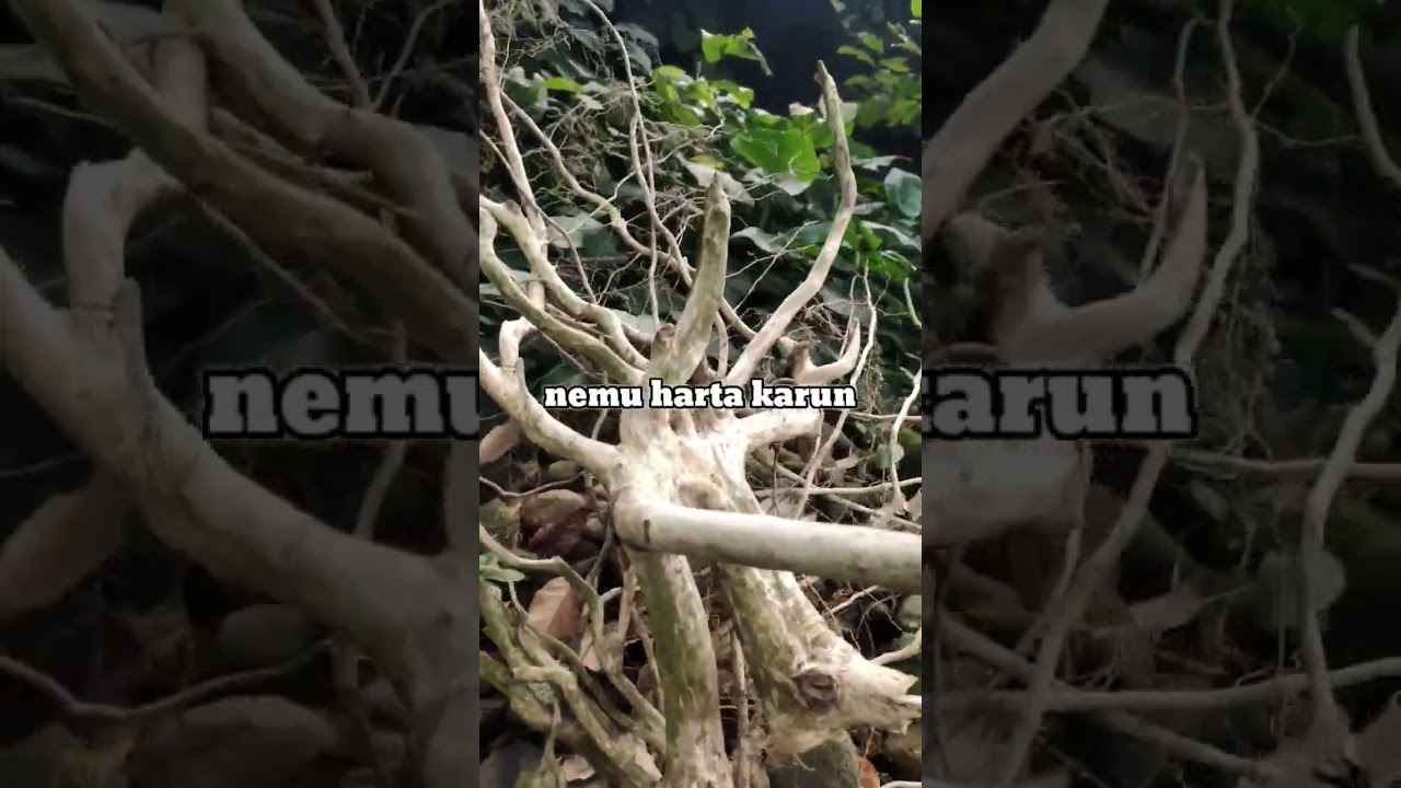 akar kopi untuk hiasan aquarium // aquascape #shorts #shortsvideo