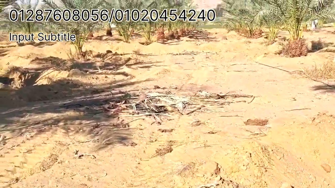 دي هديه الجمعه .مزرعه نموذجيه بمعني الكلمة مساحتها 20فدان بالواحات البحريه