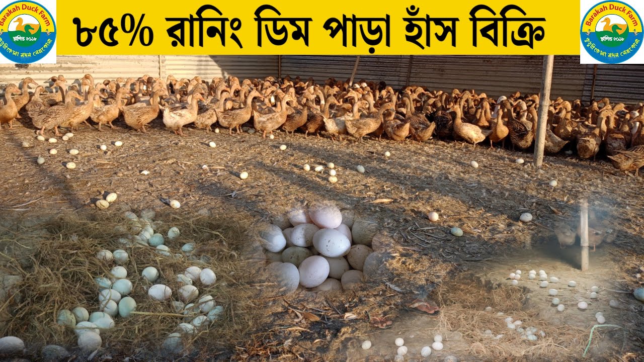 ৮৫%রানিং ডিম পাড়া হাঁস বিক্রি।সারা দেশে।বারাকাহ্ হাঁসের খামার।duck farming