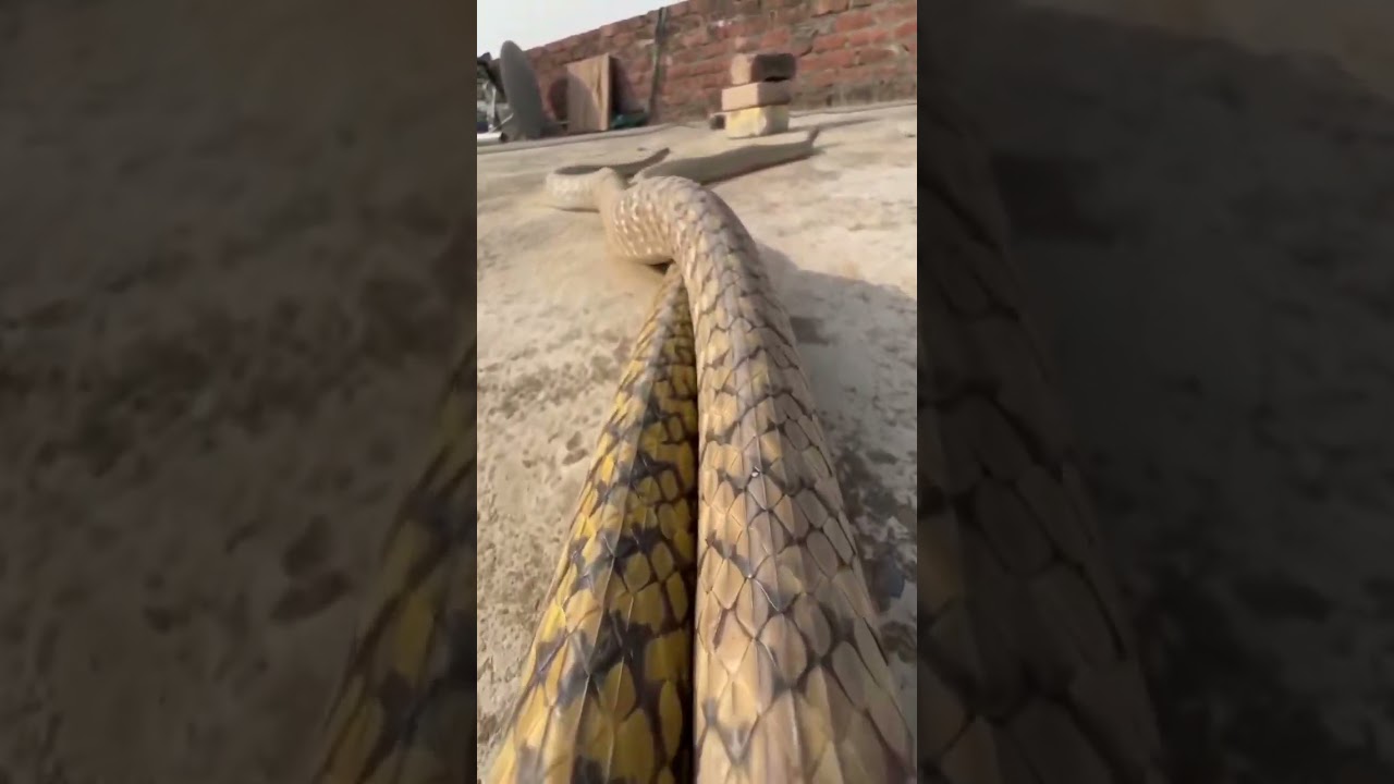 #dcb #dcb #cinematic #viralvideo #trailer #viral #action #cinematography #photography #snake #film