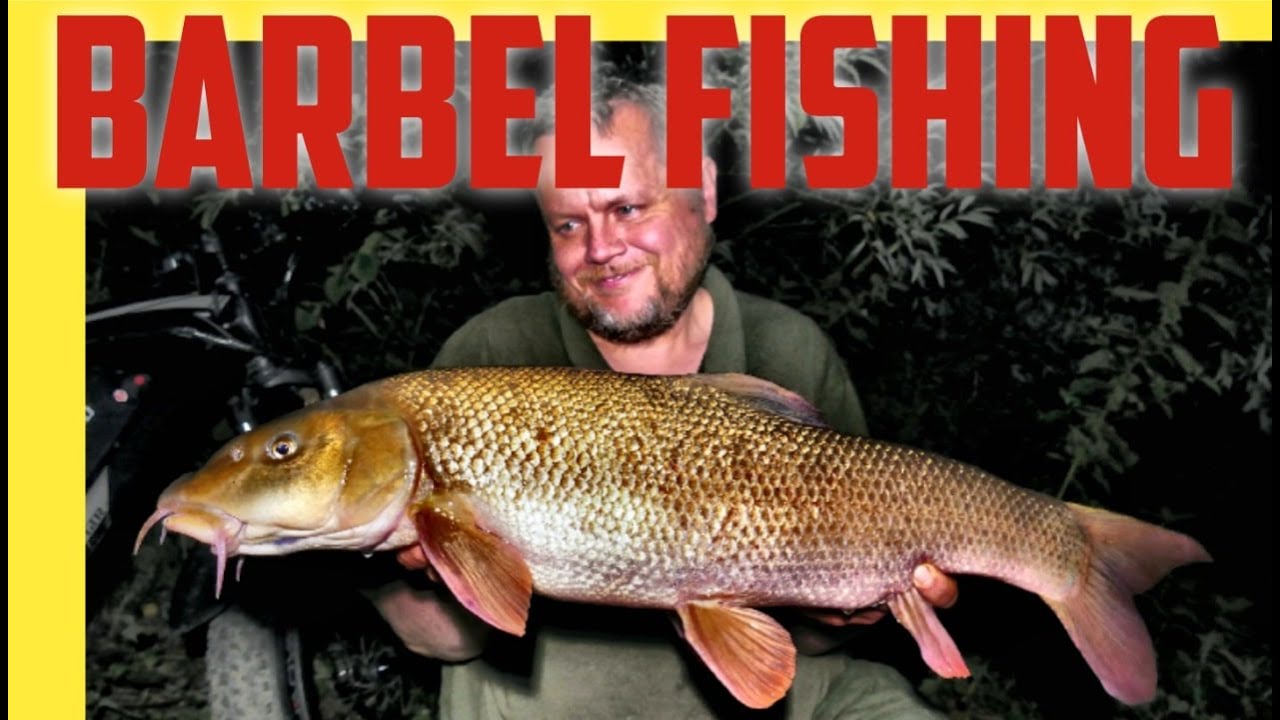 Barbel Fishing - A Fighting Fit Fish! (Video 231)