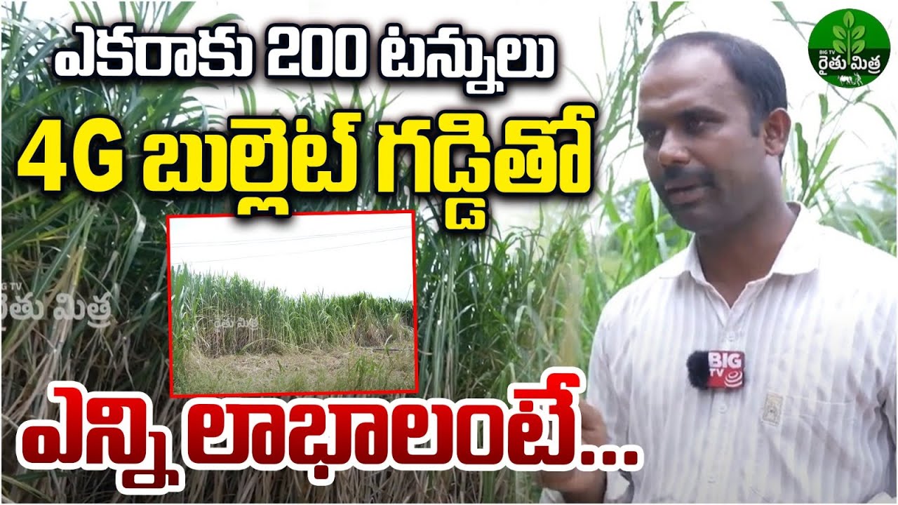 4G Bullet Napier Grass | ఎకరాకు 200టన్నుల దిగుబడినిచ్చే 4G బుల్లెట్ గడ్డి | BIG TV Rythu Mithra
