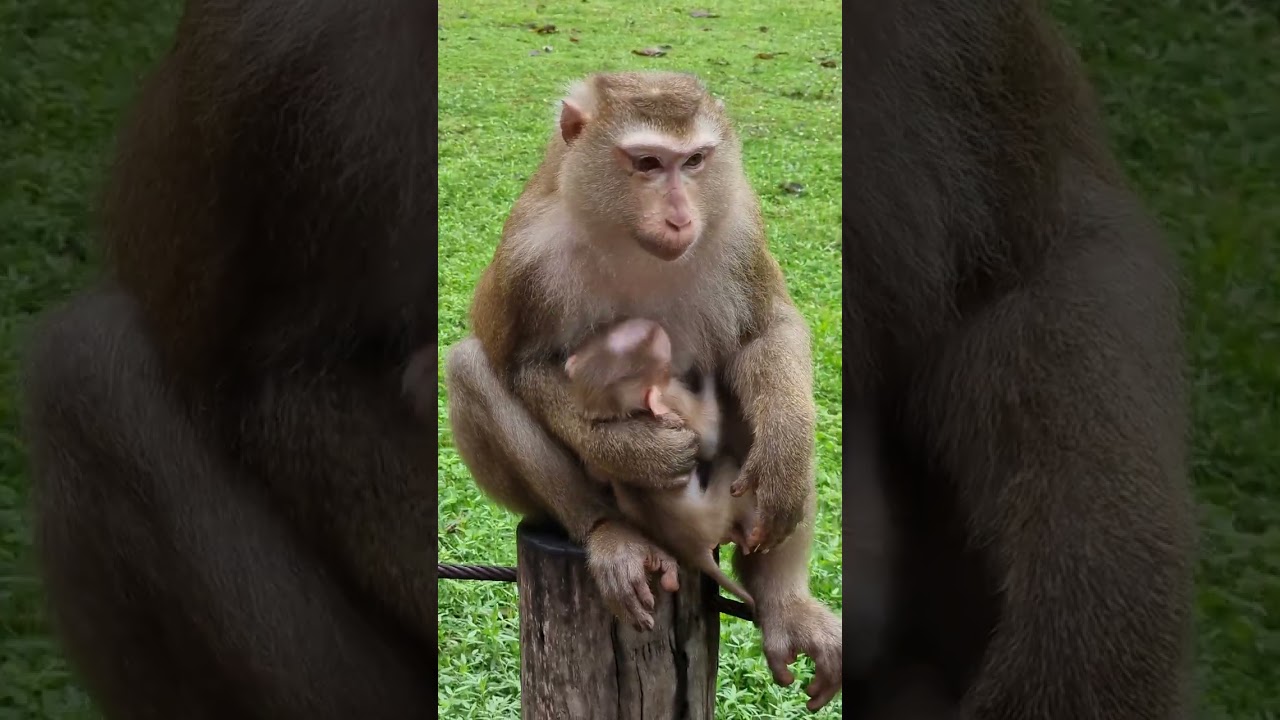 Wildlife cute little baby monkey with real mom care #shorts