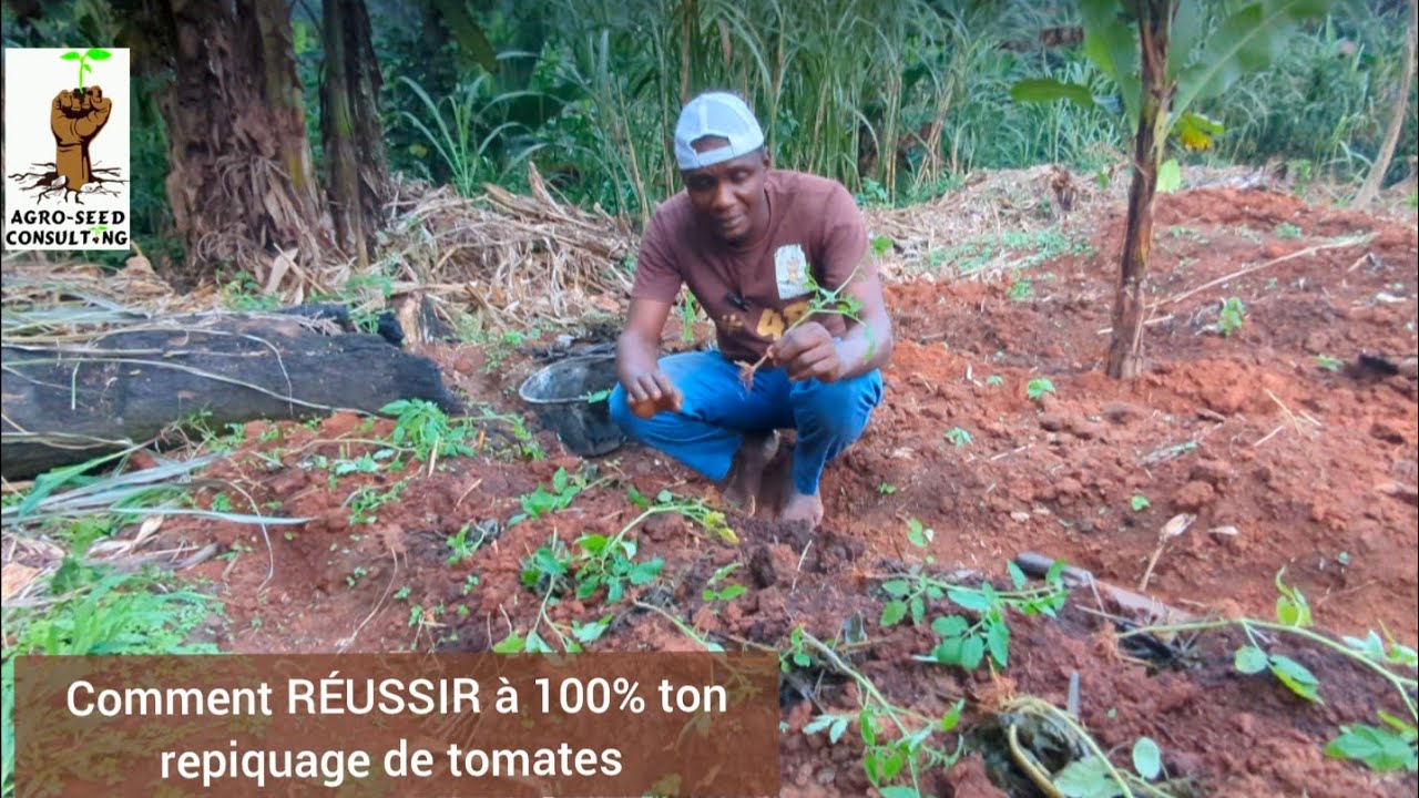 Culture des Tomates : Comment RÉUSSIR à 100% le Repiquage de tes tomates