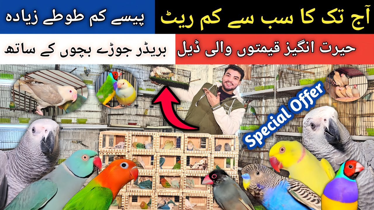 Aj Tak Ki Sab Sa Sasti Deal Agai | Big Birds Ki Special Offers | #birdsmarket #birds 