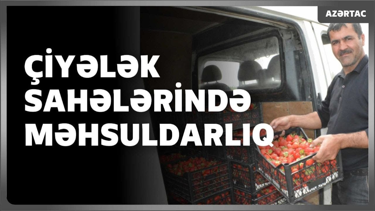 Çiyələk sahələrində məhsuldarlıq