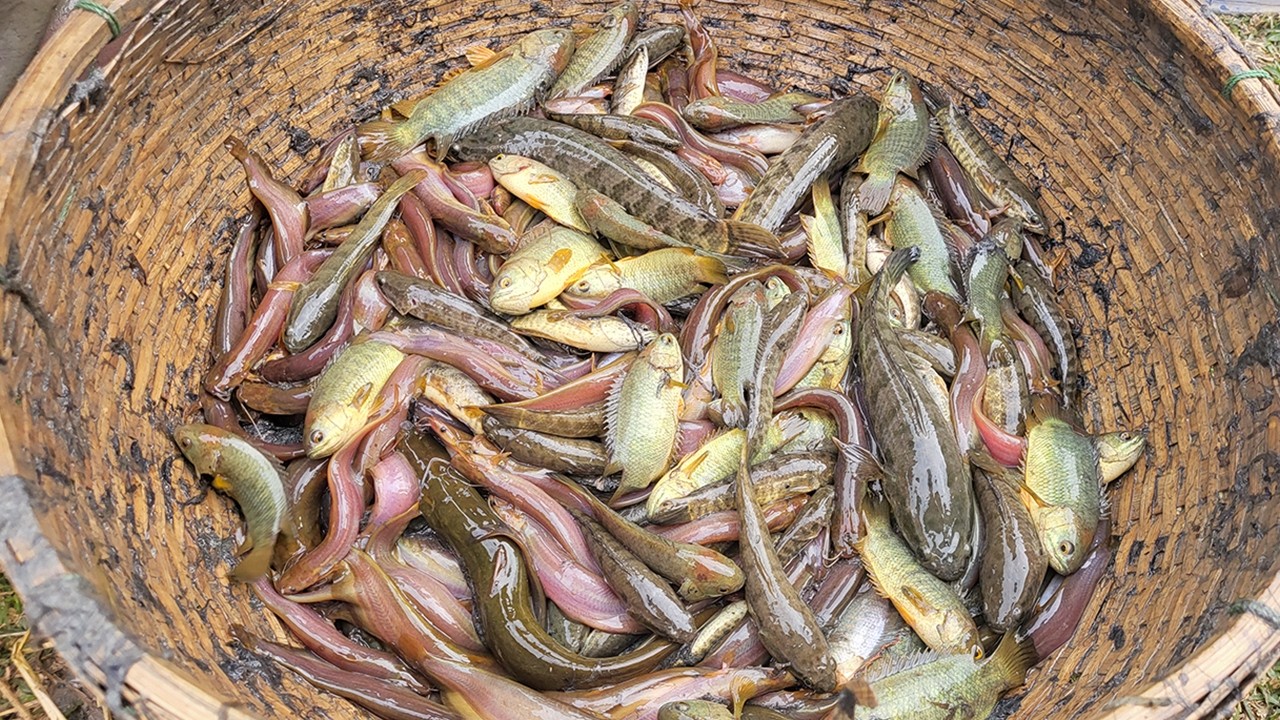 Amazing Traditional Boys Fish Catching By Hand in Water | Amazing Hand Fishing Video #Fish