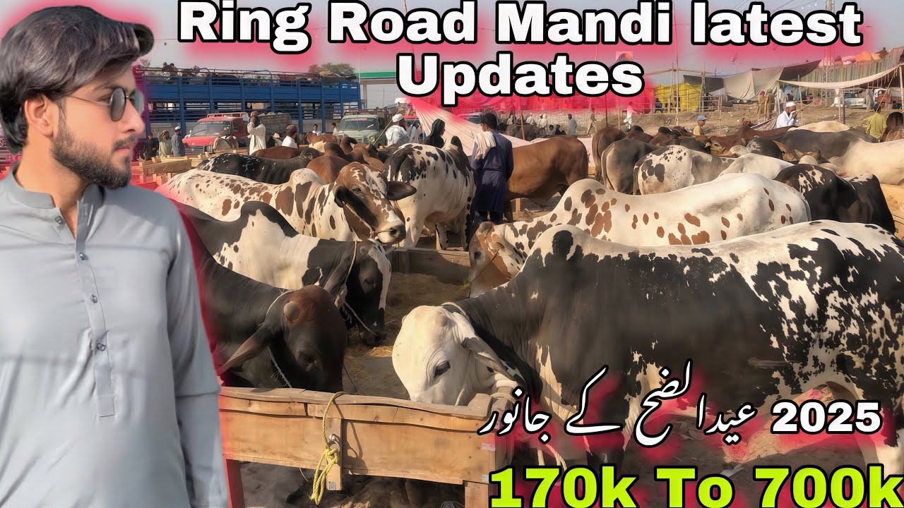 Ring Road Mandi Latest Updates | Sunday updates | 170k to 700k |